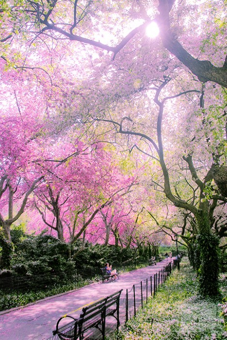 NYConservatory_GardenCentral_ParkFlowering_Trees07