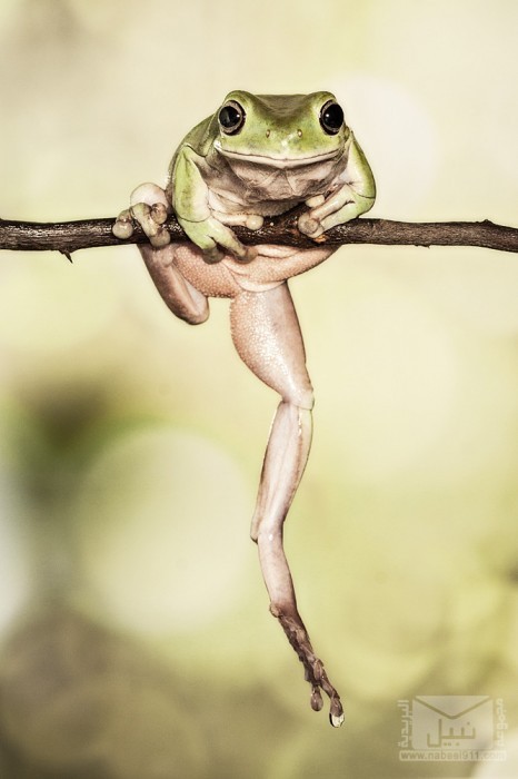 frog05